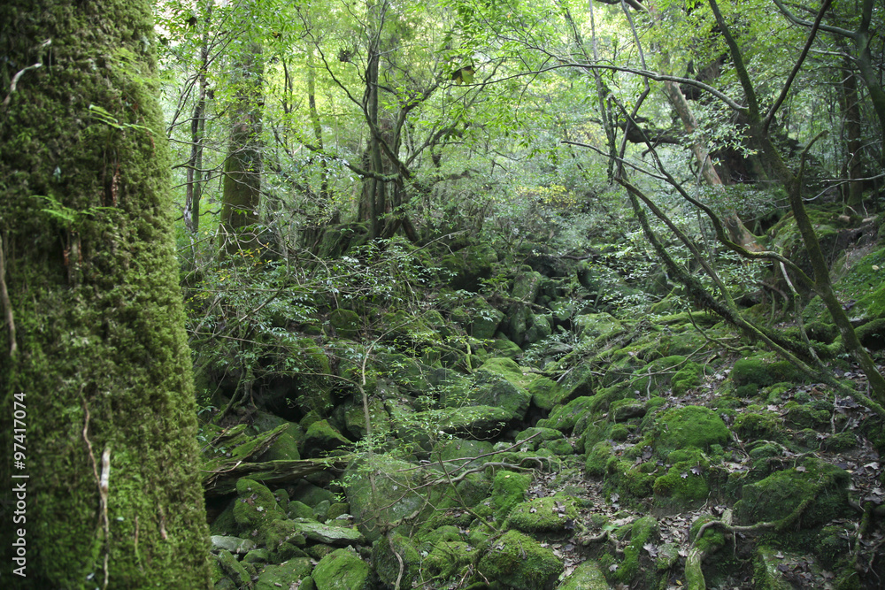 Yakushima forest