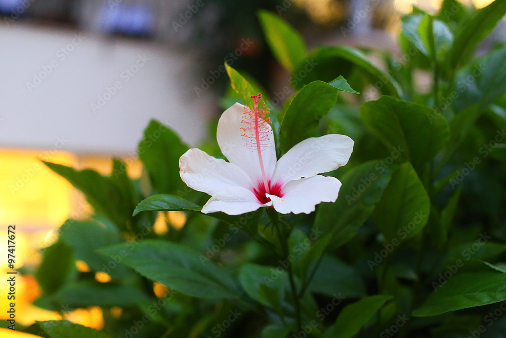Fototapeta premium Stacked stones and white flower with petal