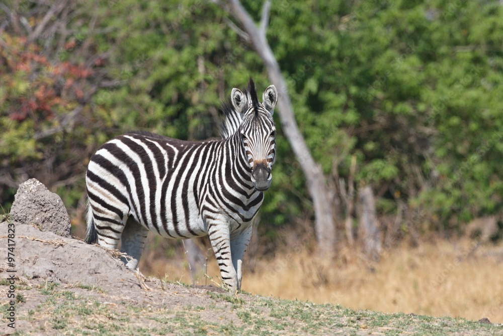 Damara zebra,Equus burchelli antiquorum,national park Moremi, Botswana Damara zebra,Equus burchelli antiquorum,national park Moremi, Botswana