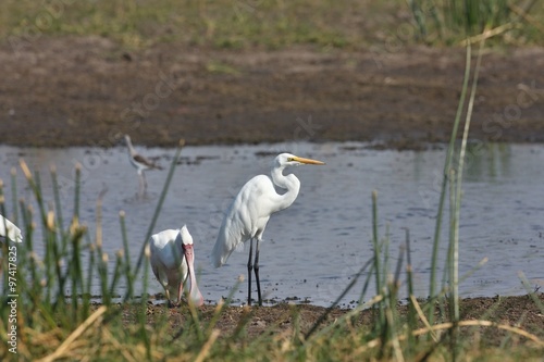 Yellow-billed Heron, Egretta intermedia, adjacent spoonbill, Moremi National Park, Botswana photo