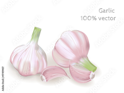 Fresh garlic isolated on white background. Vector illustration.