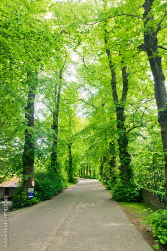 Summer in the park trees alley