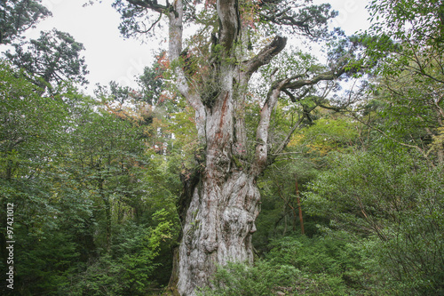 Jomonsugi, Yakushima