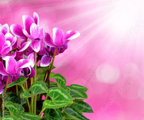 pink flower cyclamen