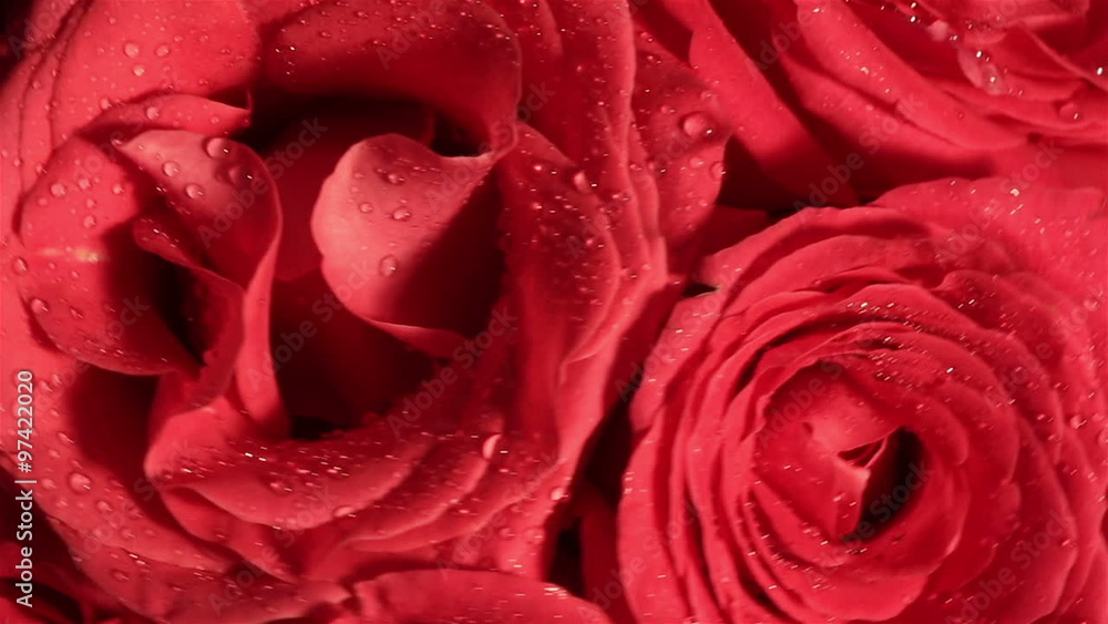 Beautiful bouquet of red roses with a rotating reverse. Beautiful bouquet of red roses with a rotating reverse.