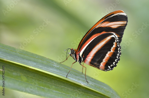Macro of Milkweed Butterfly (Lycorea cleobaea) on leaf and view of profile