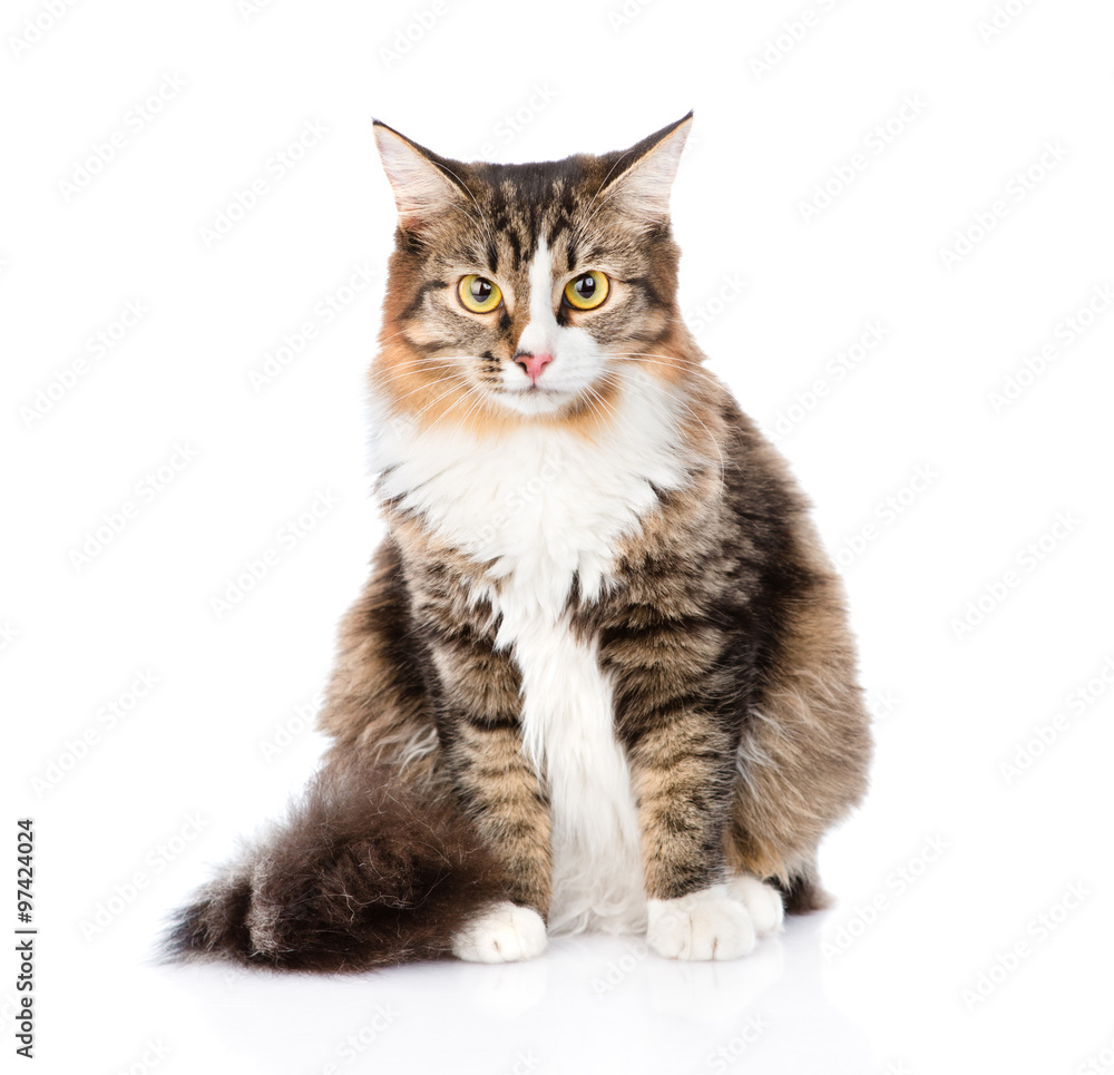 Siberian cat sitting in front and looking at camera. isolated on