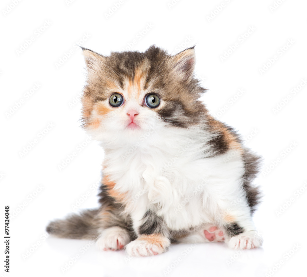 Cute Scottish kitten looking at camera. isolated on white backgr