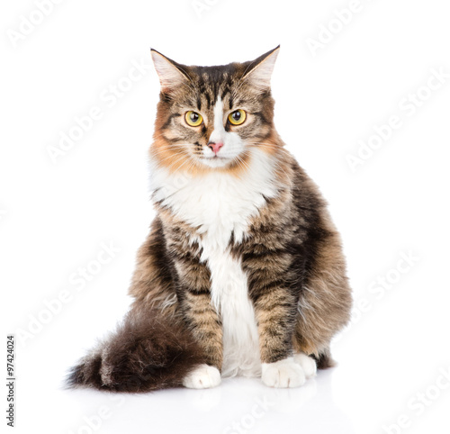 Siberian cat sitting in front and looking at camera. isolated on