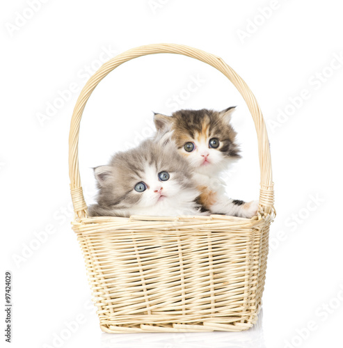 two little scottish kittens sitting in basket. isolated on white © Ermolaev Alexandr