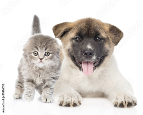 Japanese Akita inu puppy dog lying with small scottish cat. isol