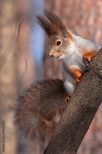 Eurasian red squirrel sitting on the tree (Sciurus vulgaris)