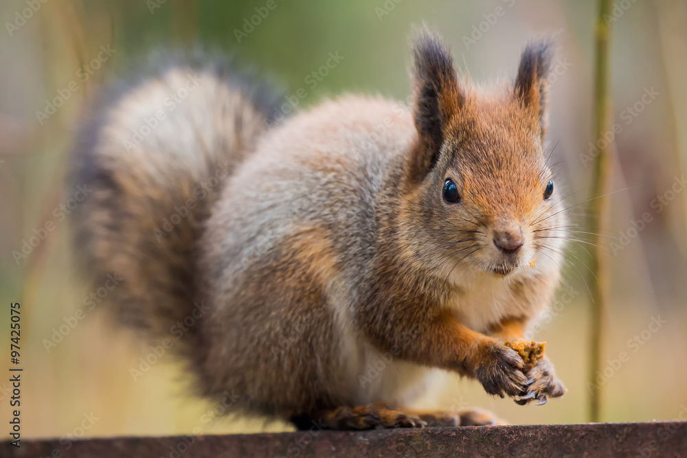 Fototapeta premium Squirrel who eats