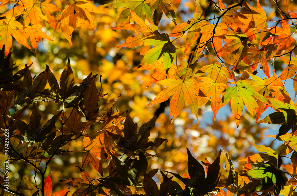 Fototapeta premium The leaves begin to turn red