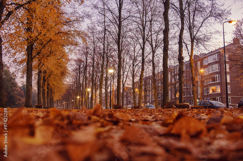 dutch autumn in city  the Hague