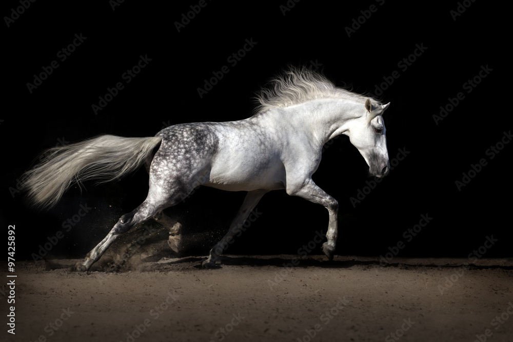 Naklejka premium White horse with long mane in desert dust trotting