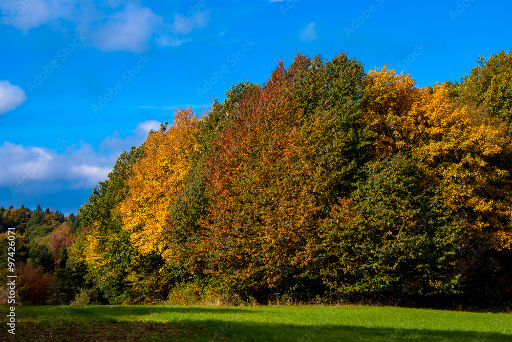 Laubbäume im Herbst Laubbäume im Herbst