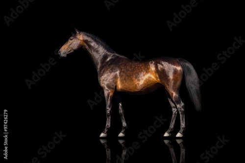 Exterior beautiful bay horse isolated on black background #97426279