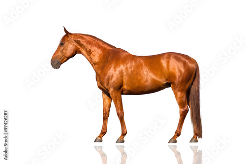 Exterior beautiful red horse isolated on white background