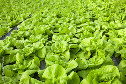lettuce in greenhouses