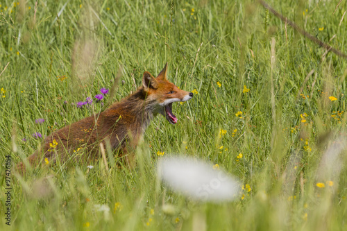 red fox in mountain