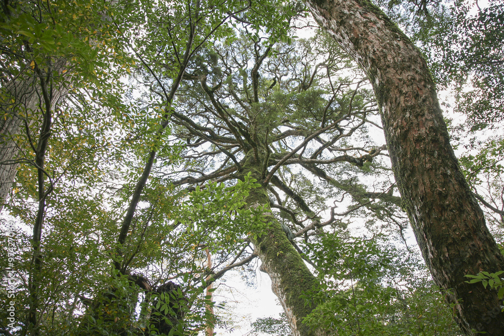 Fototapeta premium Yakushima forest