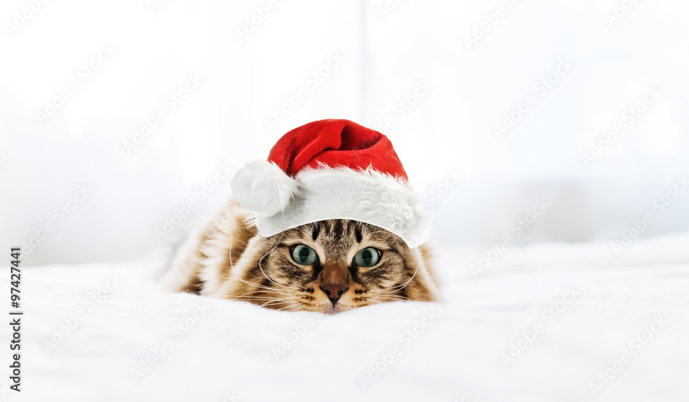 Naklejka premium christmas cat in red Santa Claus hat