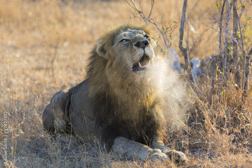 Fototapeta premium Large male lion roar in the early morning with steam on his mout