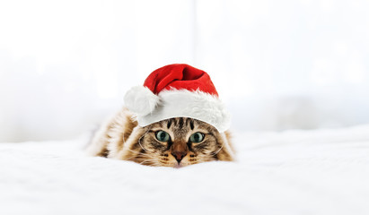 christmas cat in red Santa Claus hat