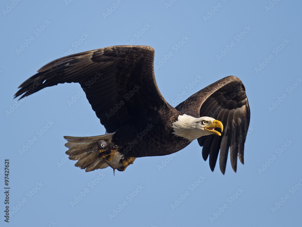 Fototapeta premium Bald Eagle In Flight with Fish