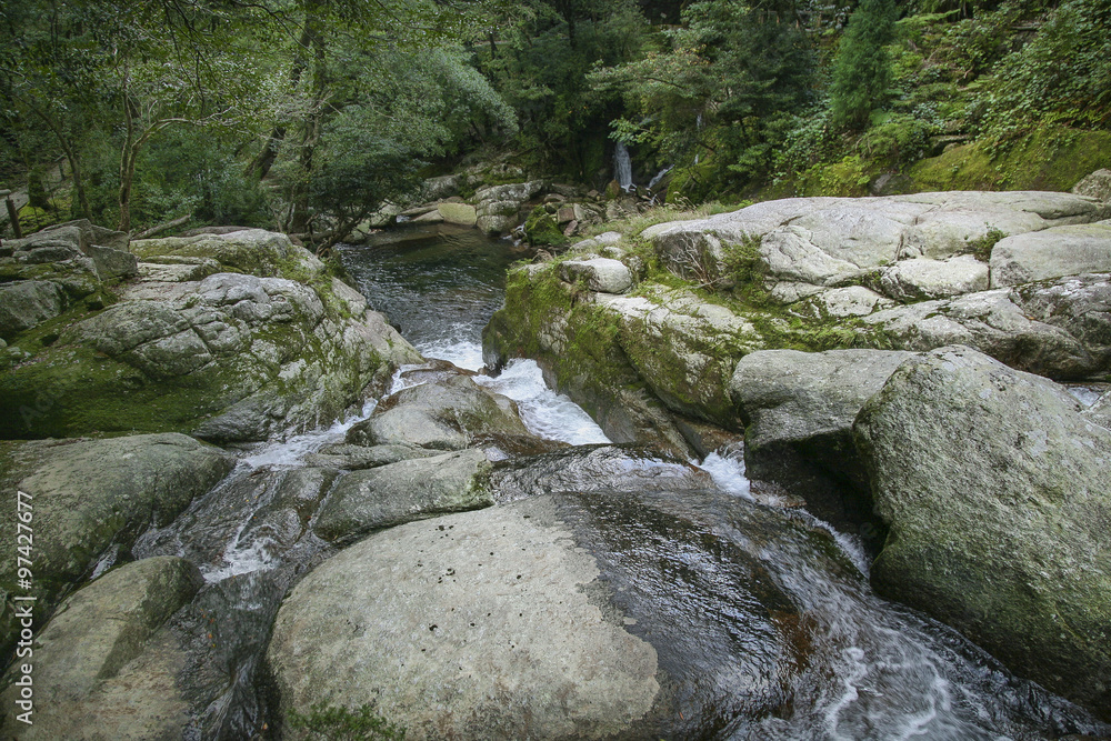 A river in Yakushima forest