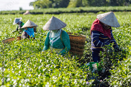 Women harvesting tea leaf in Lam Dong province, Vietnam. photo