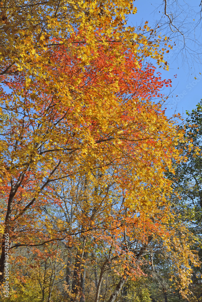 Autumn maples 19
