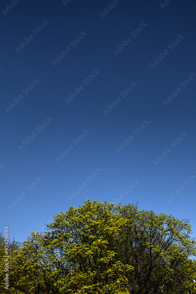 Tree. Blue sky. Tree. Blue sky.