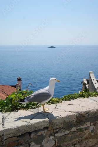 Wallpaper Mural mouette Torontodigital.ca