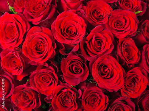  Closeup of Red Roses