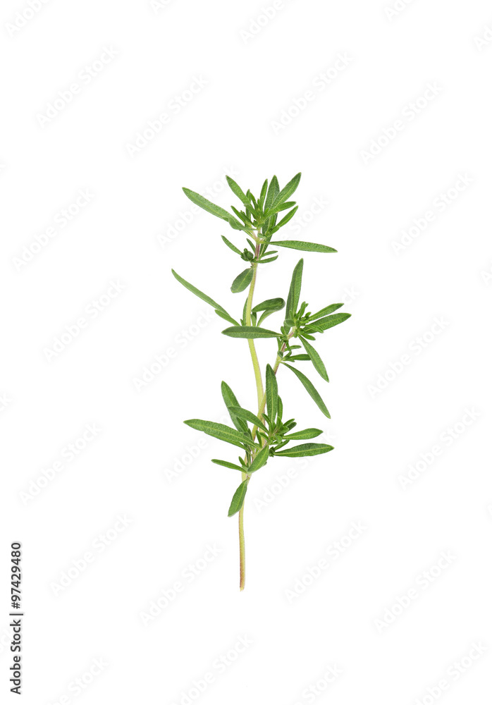 Fresh thyme isolated on white Fresh thyme isolated on white