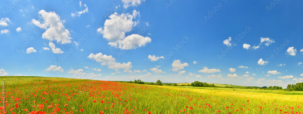 Fototapeta premium Summer countryside panorama
