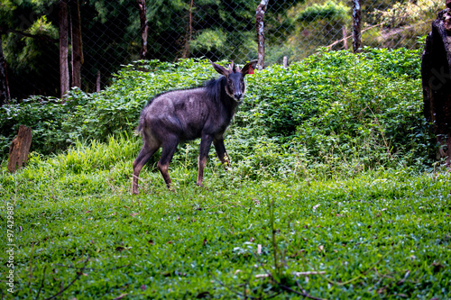 Asia Serow in zoo cage