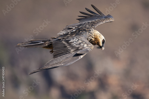 Bearded vulture flying in the mountains