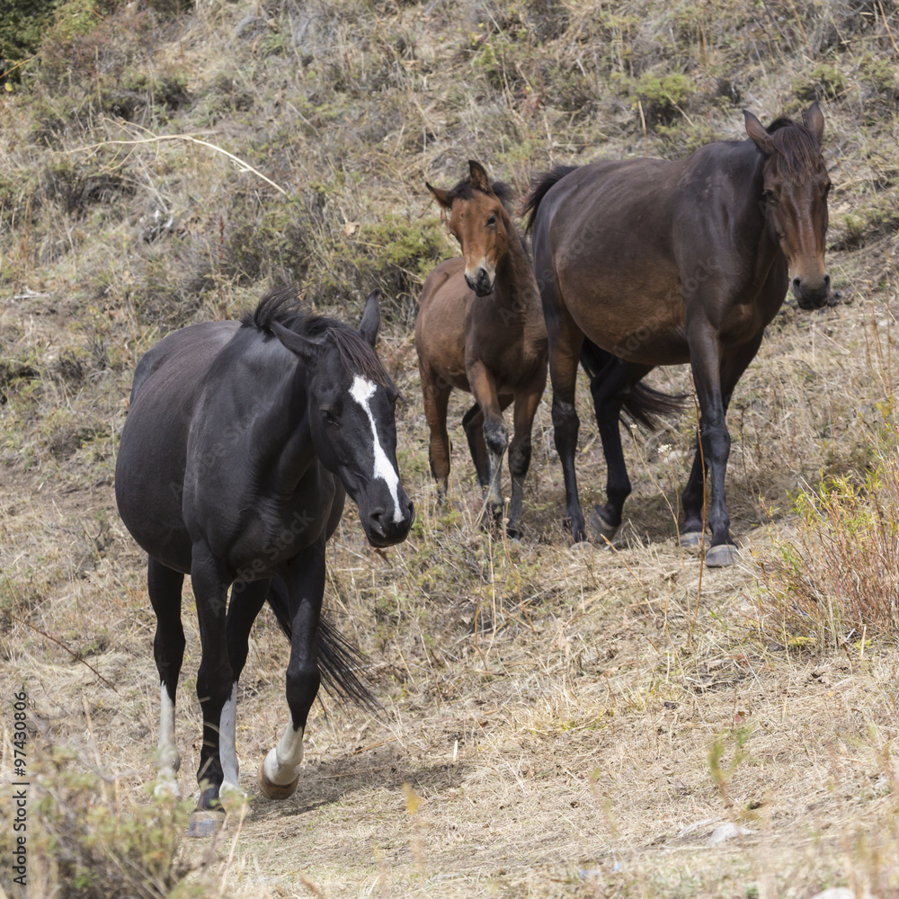 Horses in Kyrgyzstan mountain landscape at landscape of Ala-Arch Horses in Kyrgyzstan mountain landscape at landscape of Ala-Arch
