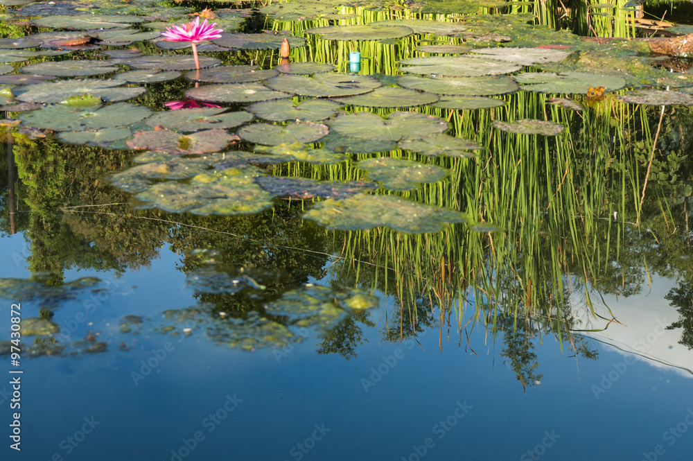 Pink lotus in a pond