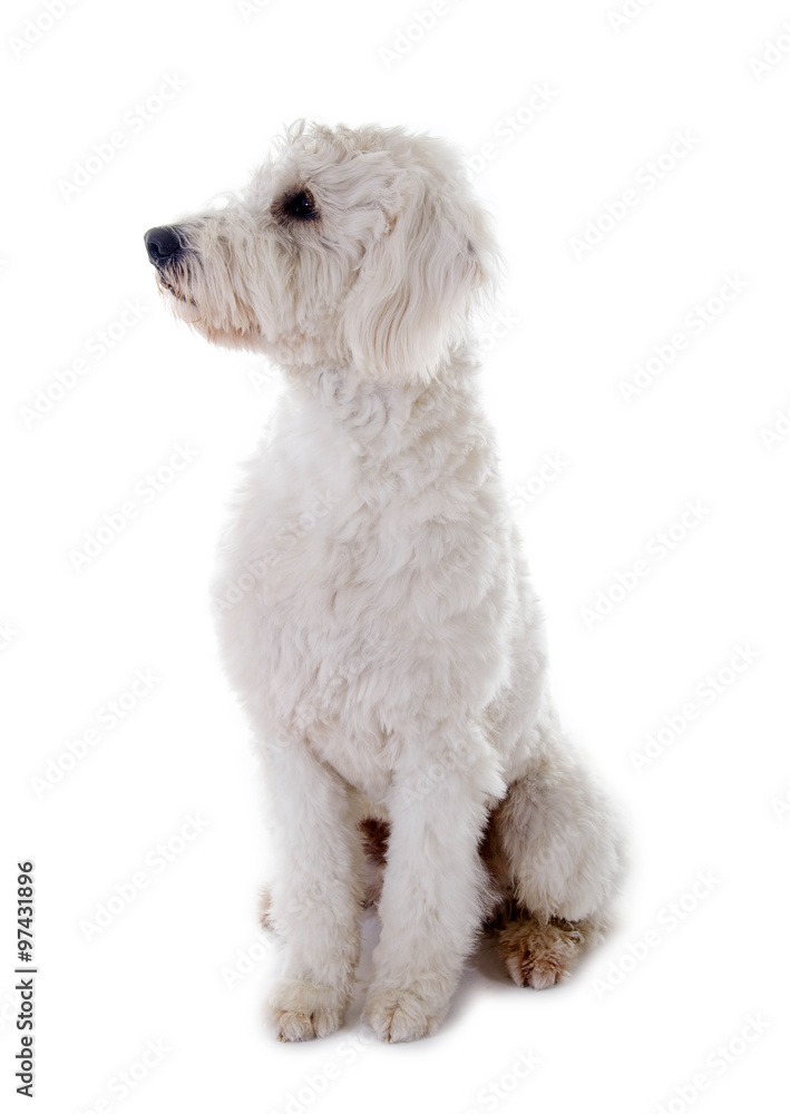Sitzender Goldendoodle Hund