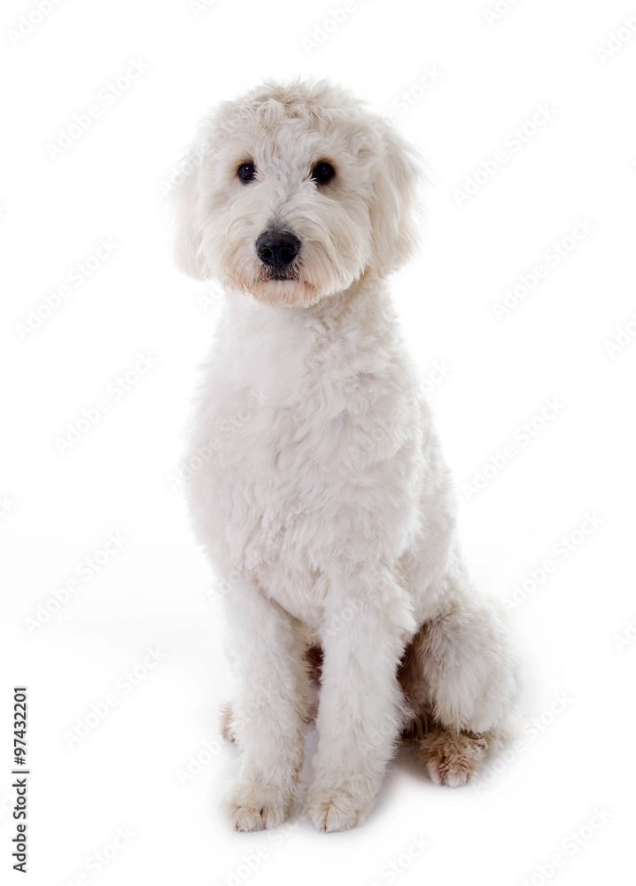 Sitzender Golden Doodle Sitzender Golden Doodle