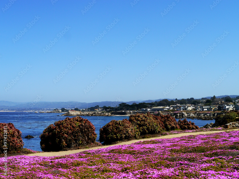 Flower meadow at Monterey