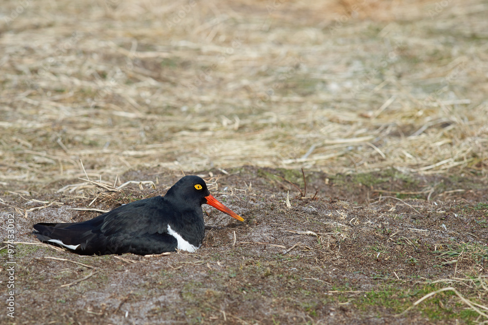 Magellanic Oystercatcher (Haematopus leucopodus) sitting on a nest on Sealion Island in the Falkland Islands. Magellanic Oystercatcher (Haematopus leucopodus) sitting on a nest on Sealion Island in the Falkland Islands.