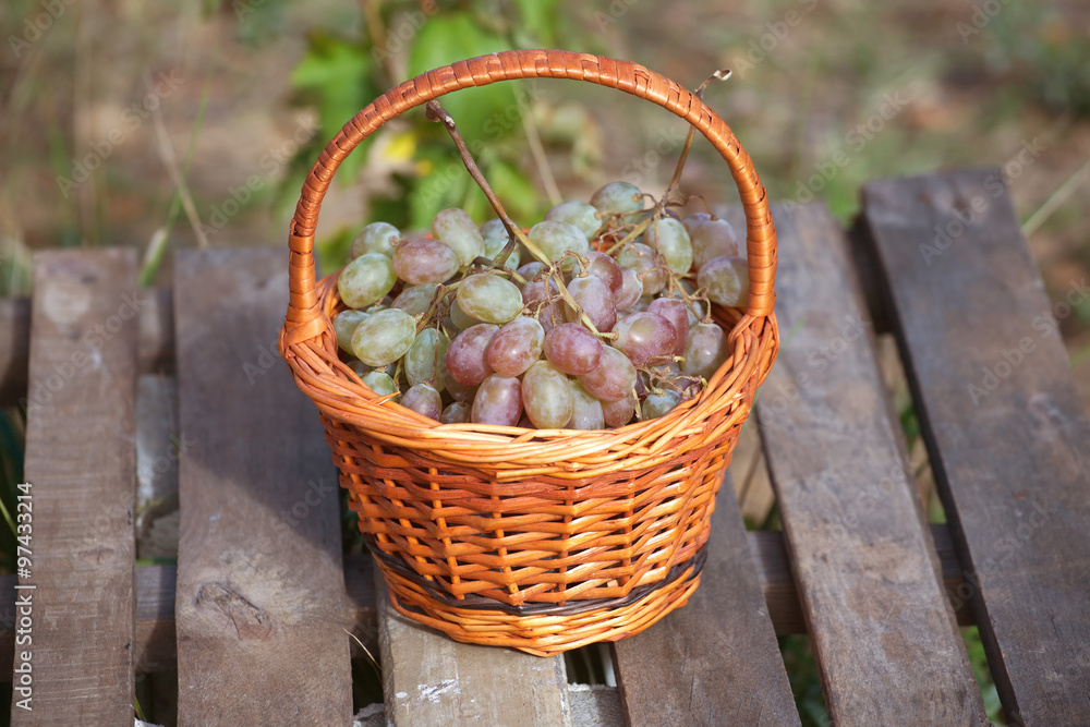 Ripe red grape in brown wicker basket on wooden table against branches with growing grape outdoor Ripe red grape in brown wicker basket on wooden table against branches with growing grape outdoor