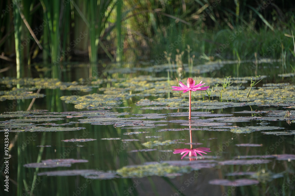 Lonely lotus in the pond Lonely lotus in the pond