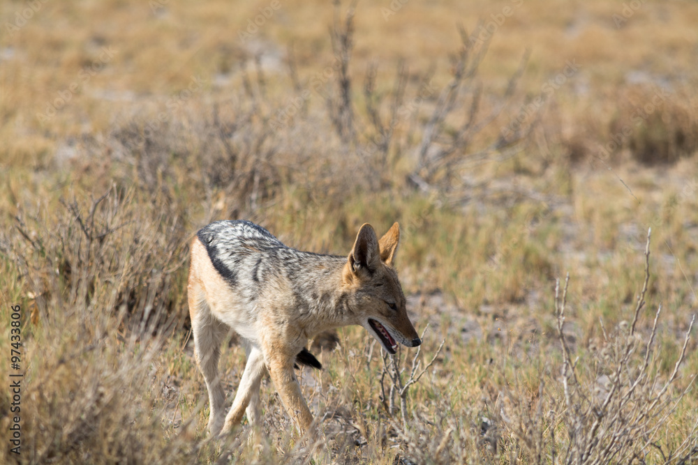 Blackbacked Jackal in Etosha National Park Blackbacked Jackal in Etosha National Park