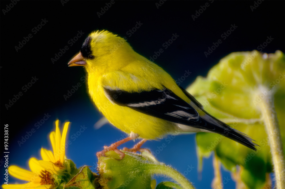 Obraz premium Diffused Goldfinch on Sunflower